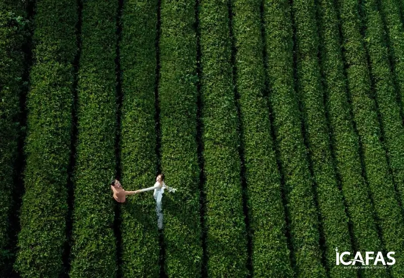 Đồi chè Cầu Đất với những cánh đồng chè xanh mướt