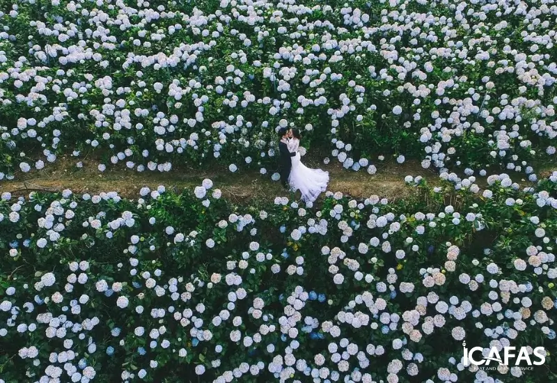 Cánh đồng hoa cẩm tú cầu rực rỡ