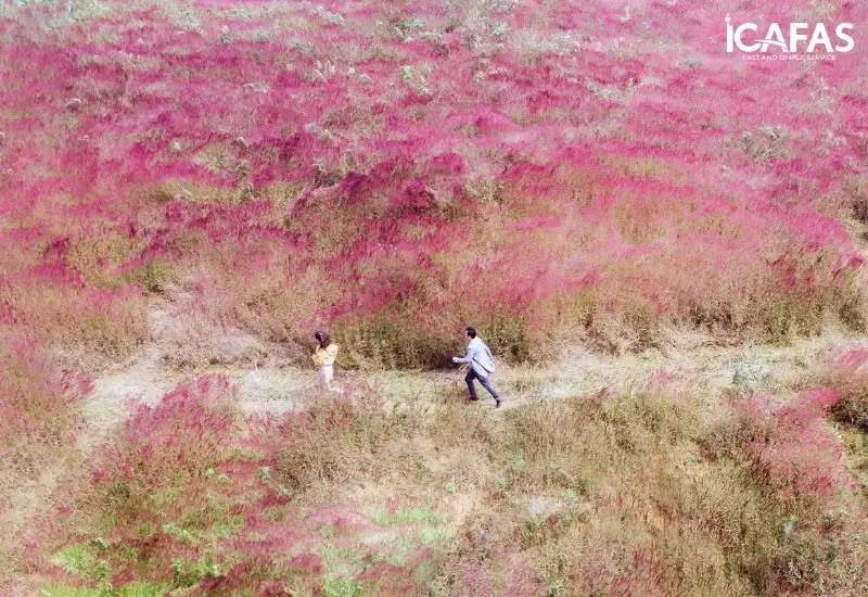 Đồi cỏ hồng Đà Lạt với khung cảnh hữu tình đẹp tựa tranh vẽ